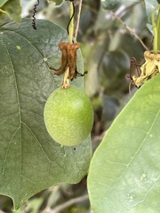 Passiflora yucatanensis