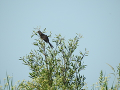 Tessaria integrifolia