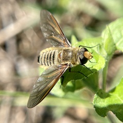 Poecilanthrax lucifer