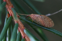 Hemerobius