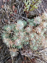Psammotropha