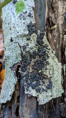 Jackrogersella multiformis