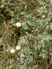 Symphoricarpos microphyllus