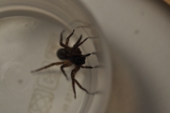 Amaurobius