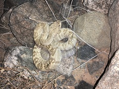 Crotalus molossus