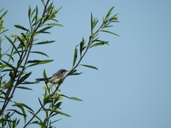 Polioptila dumicola