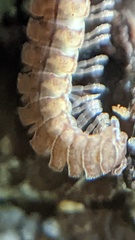 Polydesmus angustus