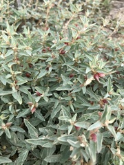 Atriplex semibaccata