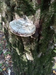 Ganoderma applanatum