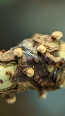 Nectria cinnabarina