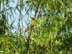Sapium haematospermum