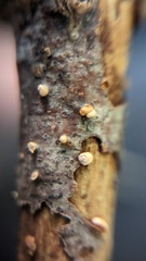 Nectria cinnabarina