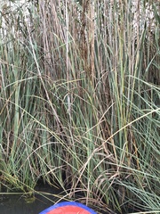 Cladium mariscus