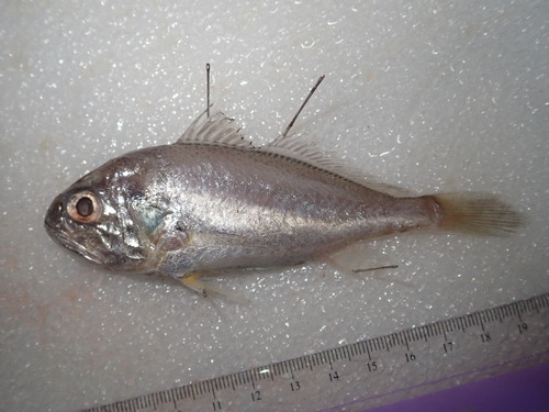 Bighead pennah croaker (Pennahia macrocephalus) — Sciaenidae — 5