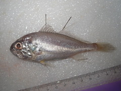 Pennahia macrocephalus