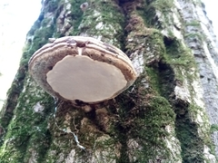 Ganoderma applanatum