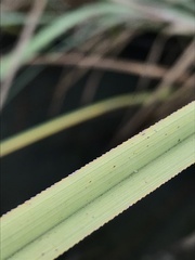 Cladium mariscus