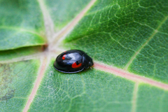 Exochomus quadripustulatus