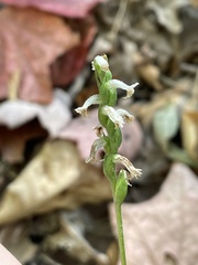 Spiranthes niklasii