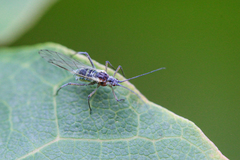Euceraphis