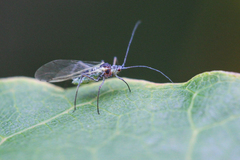 Euceraphis