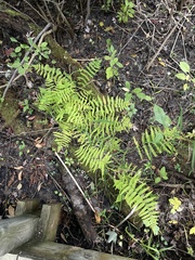 Thelypteris palustris pubescens