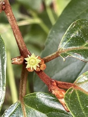 Colubrina arborescens