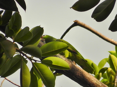 Amazona autumnalis