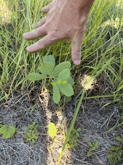 Baptisia bracteata