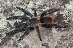 Dolichothele diamantinensis