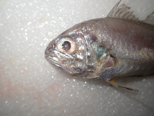 Bighead pennah croaker (Pennahia macrocephalus) — Sciaenidae — 3