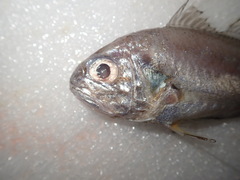 Pennahia macrocephalus