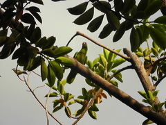 Amazona autumnalis