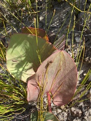 Protea cordata