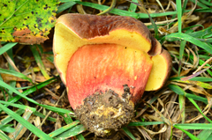 Xerocomellus salicicola