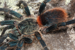 Dolichothele diamantinensis