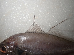 Pennahia macrocephalus