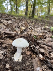 Amanita magnivelaris