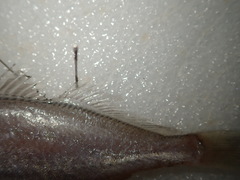 Pennahia macrocephalus