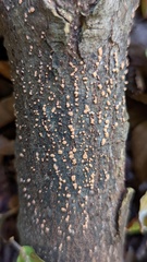 Nectria cinnabarina