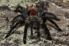 Dolichothele diamantinensis