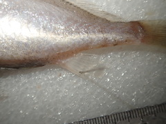 Pennahia macrocephalus