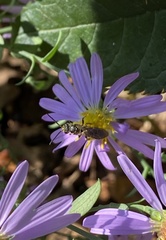 Lasioglossum fuscipenne