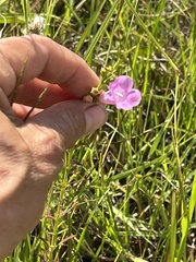 Agalinis fasciculata