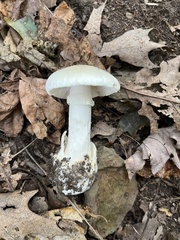 Amanita magnivelaris