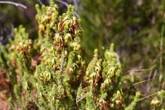Erica coccinea