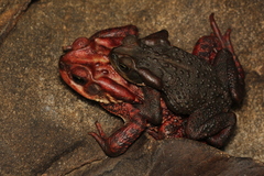 Rhinella rubescens