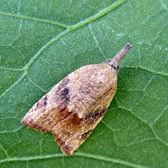 Platynota