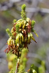 Erica coccinea