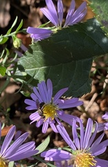 Lasioglossum fuscipenne